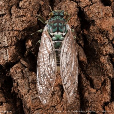 进化生物大图鉴 蝉01 展示架套装