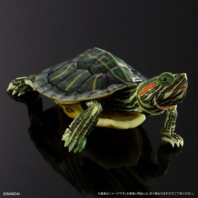 进化生物大图鉴 龟01