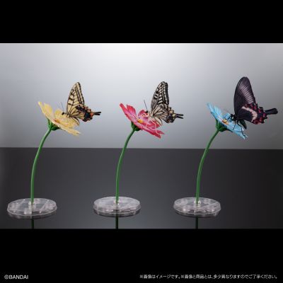 进化生物大图鉴 燕尾蝶 展示架套装