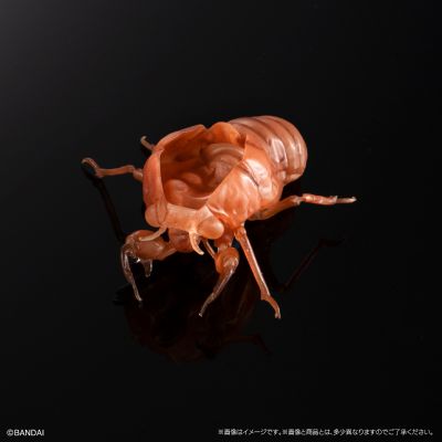 进化生物大图鉴 蝉01 展示架套装