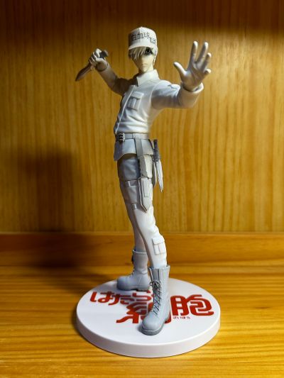 工作细胞 U-1146 白细胞