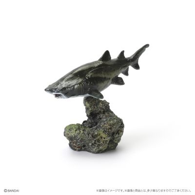 生物大图鉴 迷你系列 鲨鱼02