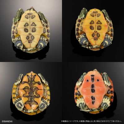 进化生物大图鉴 龟01