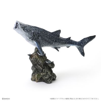 生物大图鉴 迷你系列 鲨鱼02