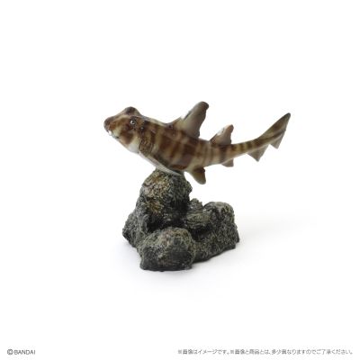 生物大图鉴 迷你系列 鲨鱼02