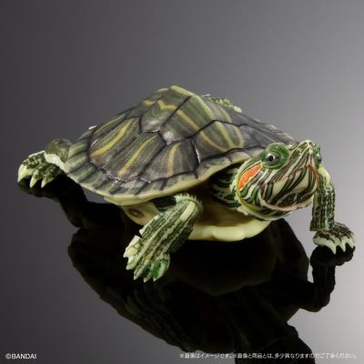 进化生物大图鉴 龟01