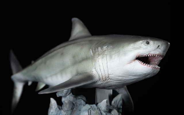 巨齿鲨 鬼颚