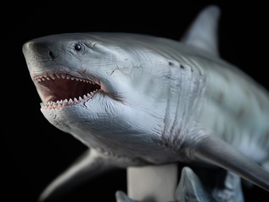 巨齿鲨 鬼颚