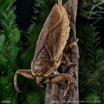 进化生物大图鉴  水生昆虫 田鳖 展示架套装