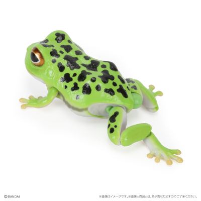 爬行生物大图鉴 蟾蜍 与 森树蛙