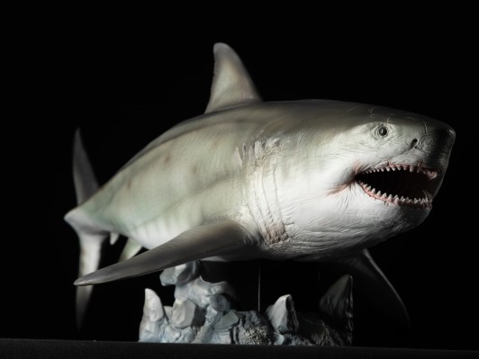 巨齿鲨 鬼颚