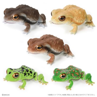 爬行生物大图鉴 蟾蜍 与 森树蛙