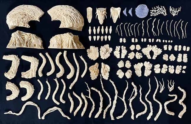 碧奥兰蒂 专业模型套件