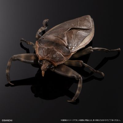 进化生物大图鉴  水生昆虫 田鳖 展示架套装