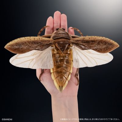 进化生物大图鉴  水生昆虫 田鳖 展示架套装