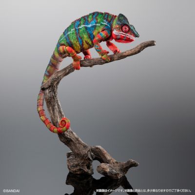 高级生物大图鉴 豹变色龙（安比卢贝·绿）