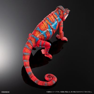 高级生物大图鉴 豹变色龙（安比卢贝·红）