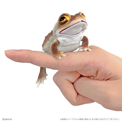 爬行生物大图鉴 蟾蜍 与 森树蛙