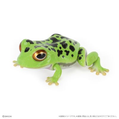 爬行生物大图鉴 蟾蜍 与 森树蛙