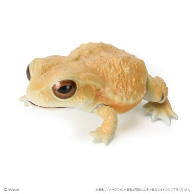 爬行生物大图鉴 蟾蜍 与 森树蛙