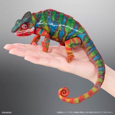 高级生物大图鉴 豹变色龙（安比卢贝·绿）