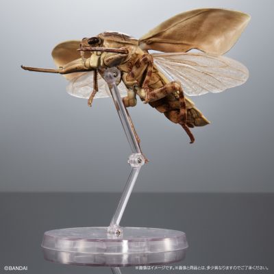 进化生物大图鉴  水生昆虫 田鳖 展示架套装