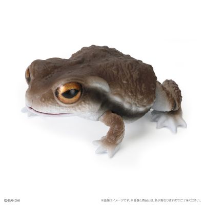 爬行生物大图鉴 蟾蜍 与 森树蛙