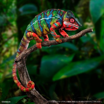 高级生物大图鉴 豹变色龙（安比卢贝·绿）