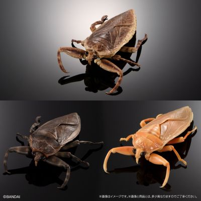 进化生物大图鉴  水生昆虫 田鳖 展示架套装