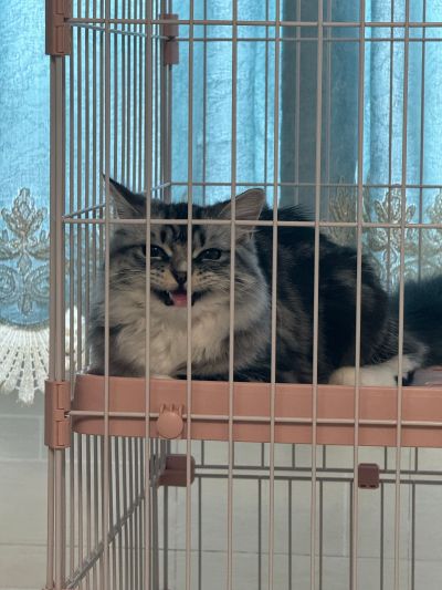 S.H.Figuarts  龙珠Z 贝吉塔-24000的战斗力-