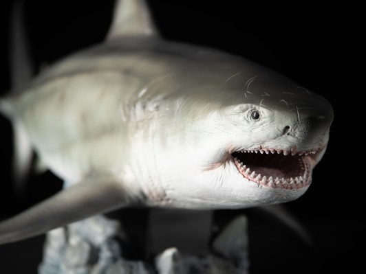 巨齿鲨 鬼颚