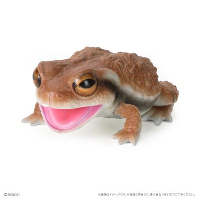 爬行生物大图鉴 蟾蜍 与 森树蛙