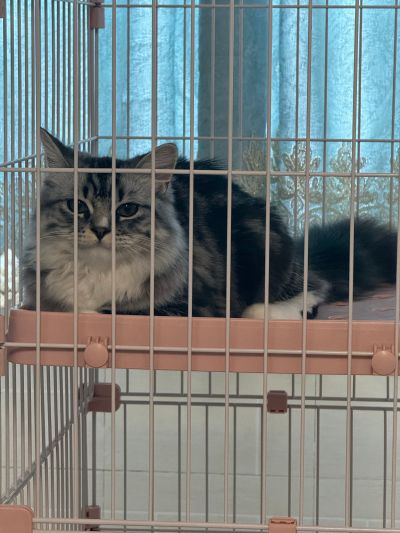 S.H.Figuarts  龙珠Z 贝吉塔-24000的战斗力-