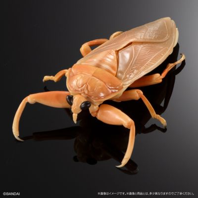 进化生物大图鉴  水生昆虫 田鳖 展示架套装