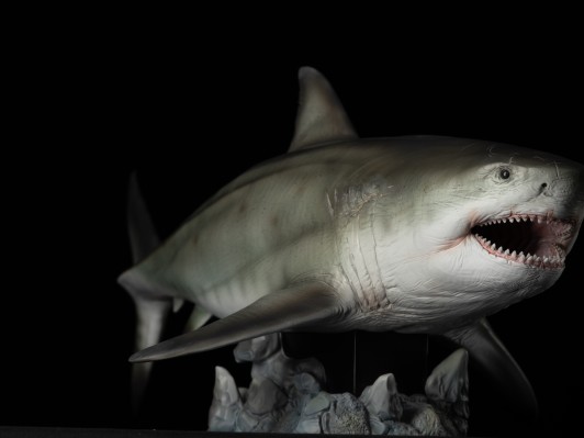 巨齿鲨 鬼颚