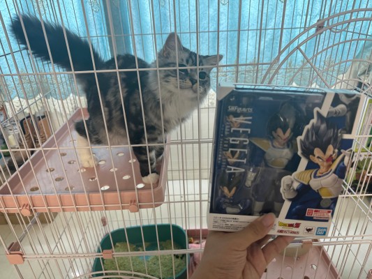 S.H.Figuarts  龙珠Z 贝吉塔-24000的战斗力-