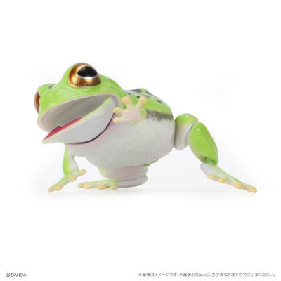 爬行生物大图鉴 蟾蜍 与 森树蛙