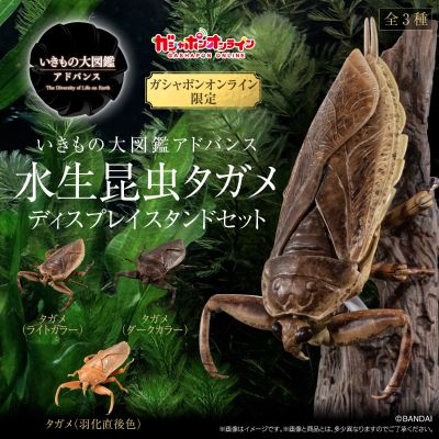 进化生物大图鉴  水生昆虫 田鳖 展示架套装