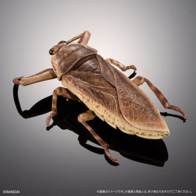 进化生物大图鉴  水生昆虫 田鳖 展示架套装