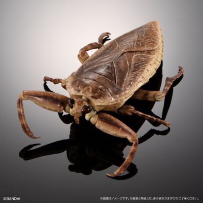 进化生物大图鉴  水生昆虫 田鳖 展示架套装