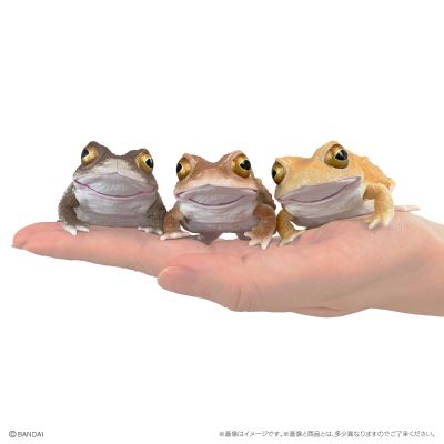 爬行生物大图鉴 蟾蜍 与 森树蛙