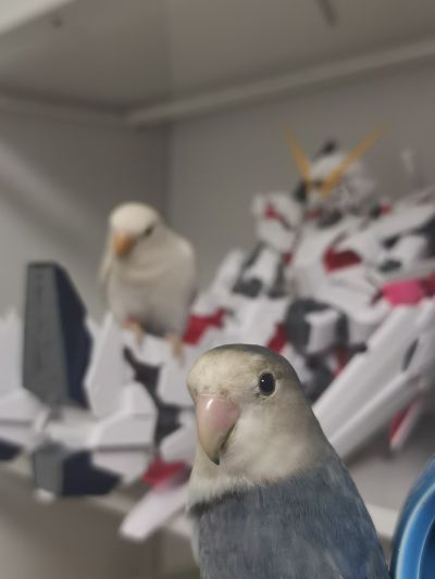 Mega Size 1/48 机动战士高达UC RX-0 独角兽高达 Ver. TWC