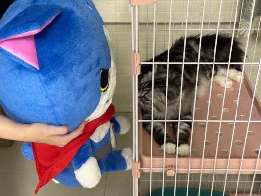 DXF 手办 妖怪手表 ジバニャン 2014・冬ver. 