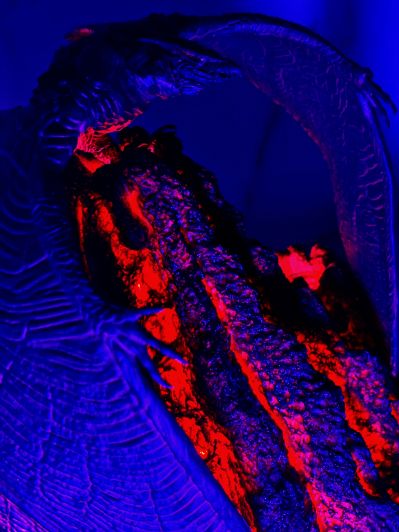 极致超值系列 哥斯拉2：怪兽之王 拉顿 烈焰降生