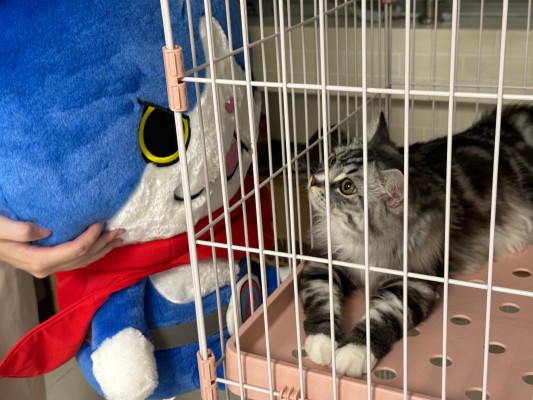 DXF 手办 妖怪手表 ジバニャン 2014・冬ver. 