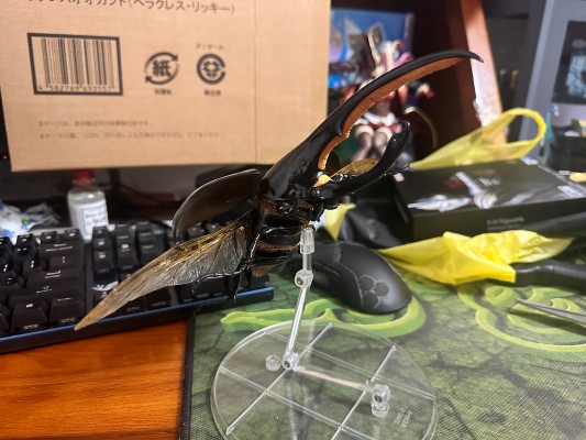 高级生物大图鉴 长戟大兜虫（利奇氏亚种）