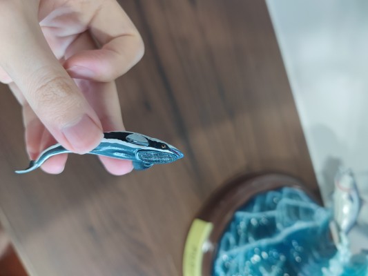 NATURE TALES 蓝枪鱼