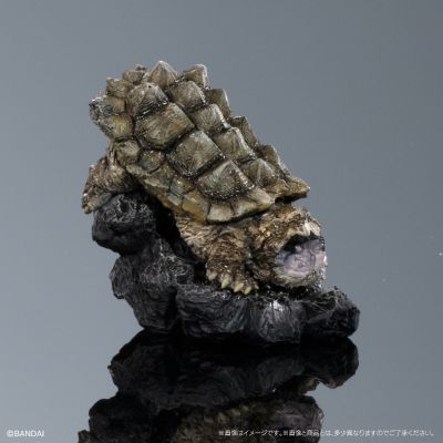 生物大图鉴 迷你系列 龟01