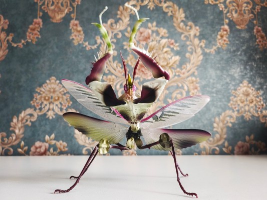 进化生物大图鉴 魔花螳螂