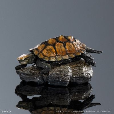 生物大图鉴 迷你系列 龟01